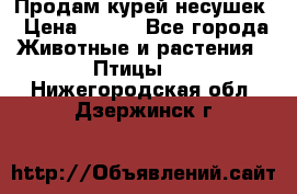 Продам курей несушек › Цена ­ 350 - Все города Животные и растения » Птицы   . Нижегородская обл.,Дзержинск г.